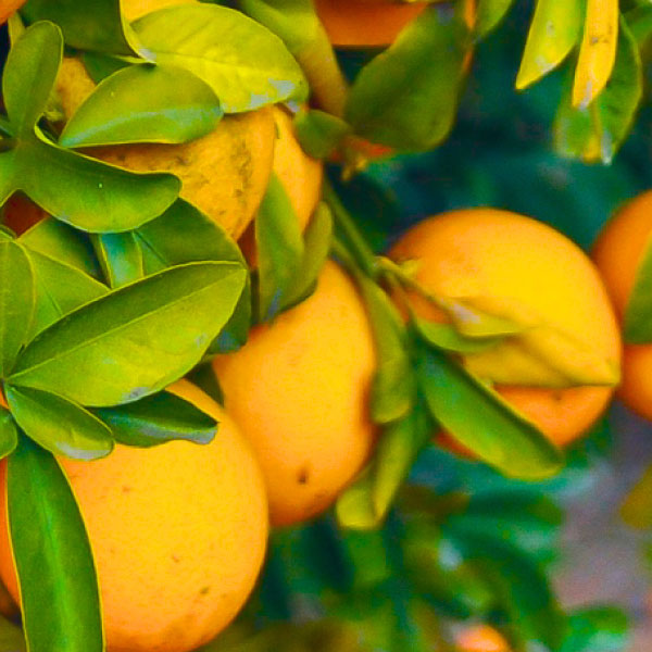 Oranges on a tree.